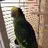Paco_the_Amazon