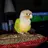 MydearConure