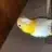 TheNotBirdGirl
