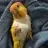 mojo_the_caique