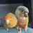 birdy.929