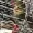 pikachuthecockatiel86