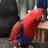 angryredchicken
