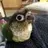 Oiseau