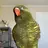 LorikeetBirb
