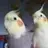 Tiel