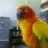 ConureLover1990