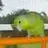 BirdMa
