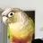Disco_Parrot