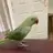 skyethealexandrine