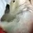 ZukiBirb