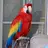 Floyd The Macaw