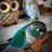 araz