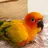 Kiwithesunconure