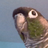 oliver_is_the_best_birb