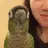 Little Parrot House