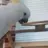 moxxiethecockatoo