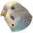KazutheBudgie