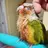 TikiTheConure