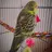 FinleytheBudgieBirb