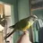 Peachtheconure