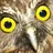 morepork