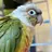 jeeby_greencheekconure