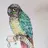 Buddytheconure