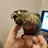 Beakaboo