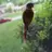 Pineapple conure