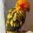 Ilovebirdsmorethencookies
