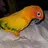 Birdiegirly