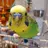 budgie4