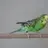 Birdieboy
