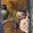 4Fids