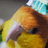 Kiko_kiwi
