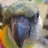 Senegalparrotlover#55555
