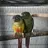Aus_conure_dad26