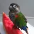 Kens_The_Conure_Lover