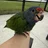 Mochi the Pionus
