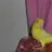 parrotguy12