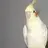 birdy bird