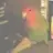 Mocknbird2