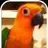 Jenday_Conure