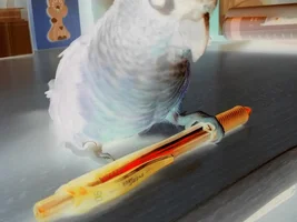 Parrots in opposite colors