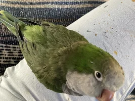 The association of picky birds
