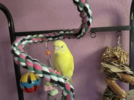 Stickers on a cage base