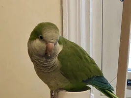 Can my Quaker Has Liver Disease be revearsed?