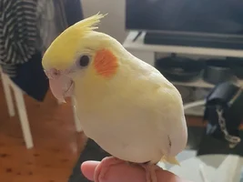 2 Budgies and a Tiel