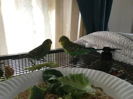 So I got her a nestbox....